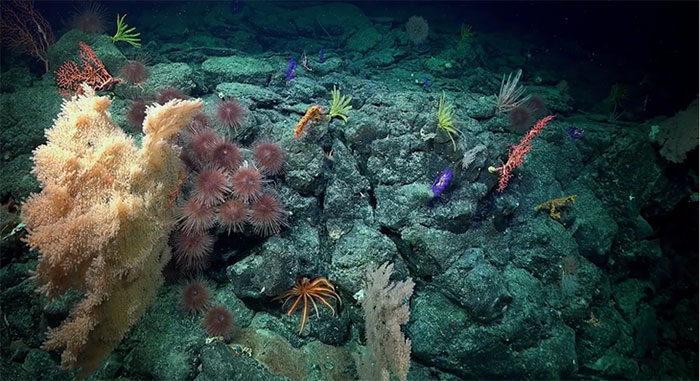 Robot lặn phát hiện hơn 100 sinh vật biển mới