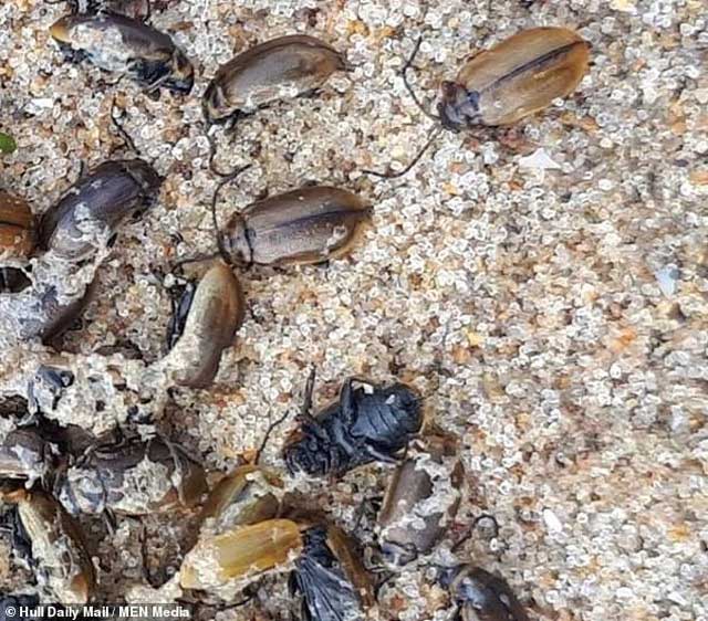 Rợn người trước cảnh hàng triệu con bọ phủ kín đen kịt trên bãi biển
