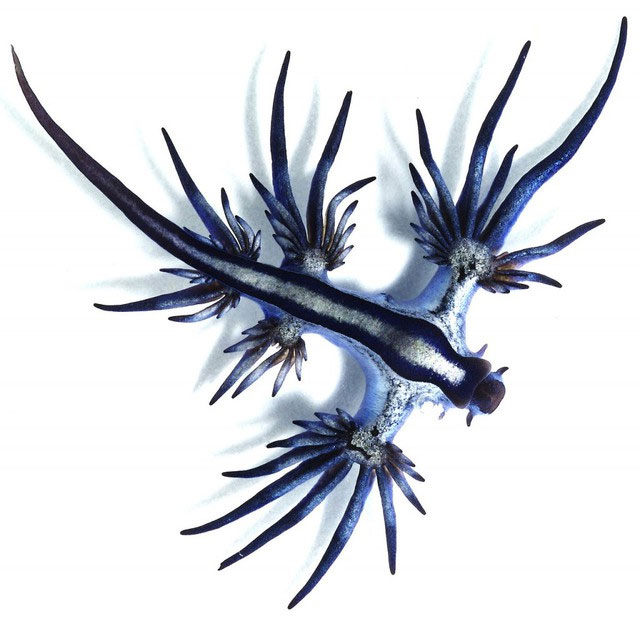 Rồng biển xanh: Loài sên biển sở hữu vẻ đẹp như bước ra từ thần thoại nhưng lại có chất độc chết người!