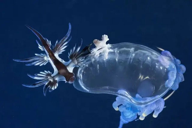 Rồng biển xanh: Loài sên biển sở hữu vẻ đẹp như bước ra từ thần thoại nhưng lại có chất độc chết người!
