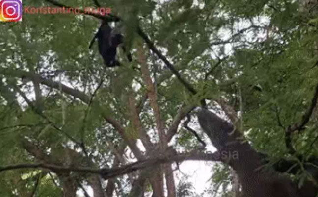 Rồng Komodo leo cả lên cây để bắt dơi khủng: Liệu nó có thành công?