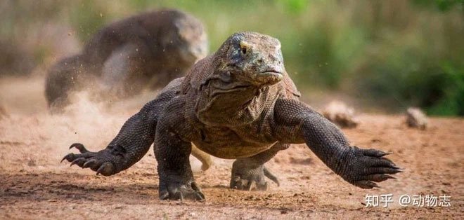 Rồng Komodo mạnh cỡ nào? Nó có đủ khả năng để giết bao hoa mai không?