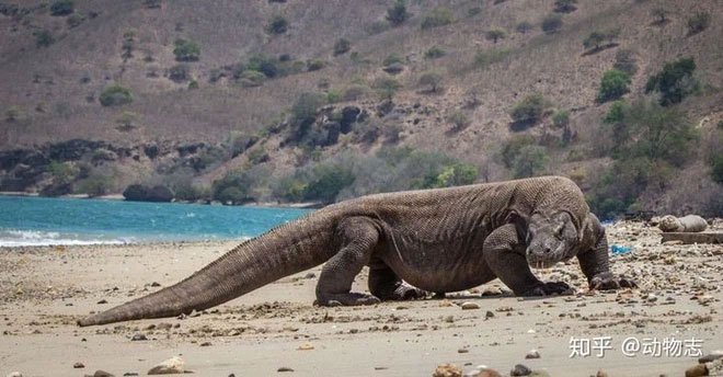 Rồng Komodo mạnh cỡ nào? Nó có đủ khả năng để giết bao hoa mai không?