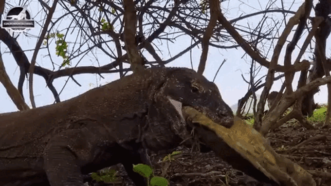 Rồng Komodo nghiền nát mai rùa bằng lực cắn khủng khiếp