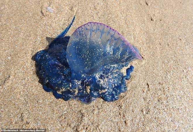 Rồng xanh dạt vào bờ biển ở Australia