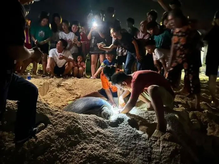 Rùa biển lại vào bãi biển ở Bình Định đẻ trên 100 trứng