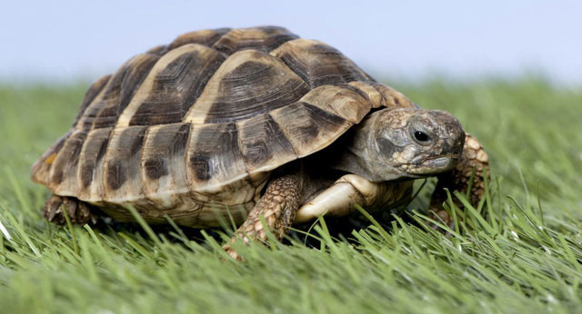 Rùa đực trở thành con cái vì nóng lên toàn cầu