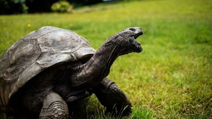 Rùa Jonathan trở thành động vật sống lâu nhất trên cạn, 190 tuổi vẫn giao phối tốt