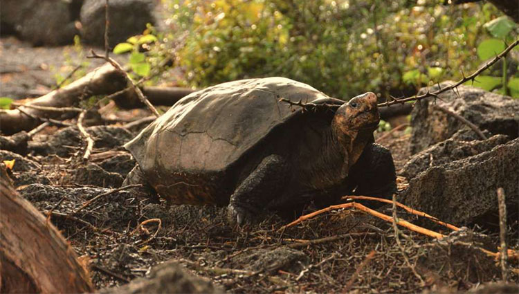 Rùa khổng lồ tưởng tuyệt chủng 100 năm trước nay lại tái xuất giang hồ