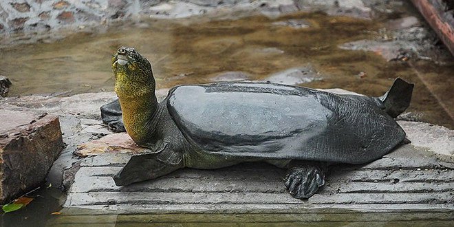 Rùa mai mềm chết ở Trung Quốc, thế giới chỉ còn 3 con cùng loài cụ rùa hồ Gươm