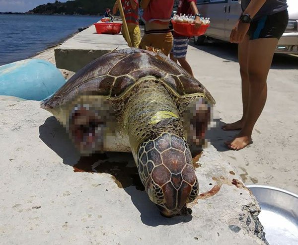 Rùa Xanh quý hiếm nặng gần 20 kg bị cắt 2 vây dạt vào biển