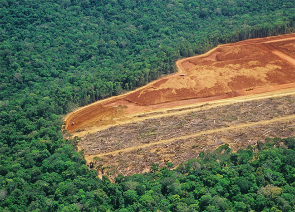 Rừng Amazon đang bị hủy diệt với tốc độ chưa từng thấy trong 10 năm qua