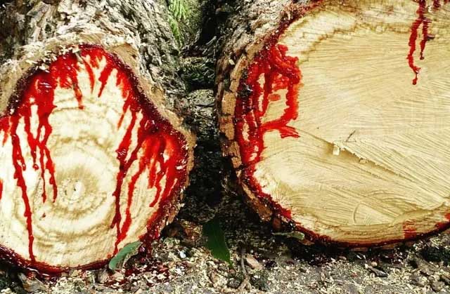 “Rùng mình” loài cây chảy máu giống con người!