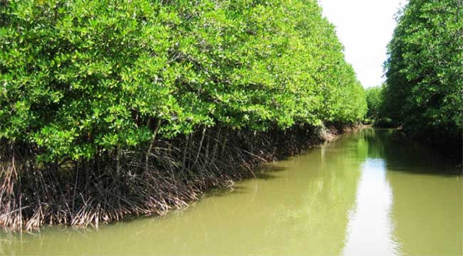 Rừng ngập mặn là gì? Hệ sinh thái rừng ngập mặn ở Việt Nam