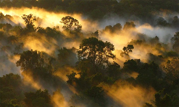 Rừng nhiệt đới đang mất dần khả năng hấp thụ carbon