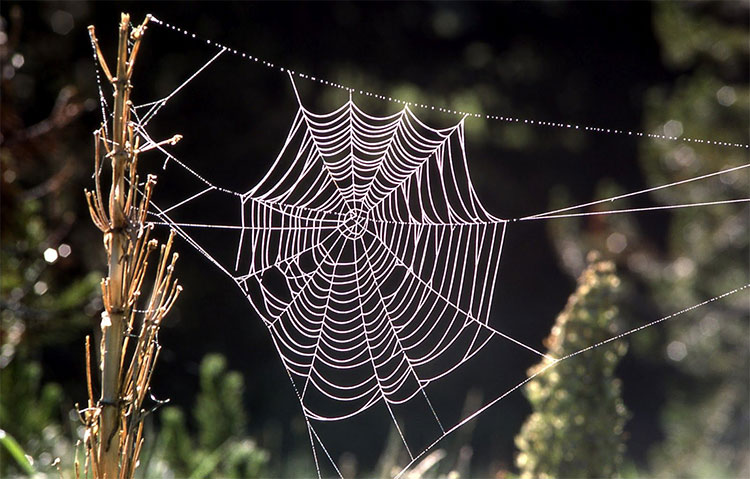 Sản xuất được tơ nhện nhân tạo nhẹ hơn bông, bền hơn thép