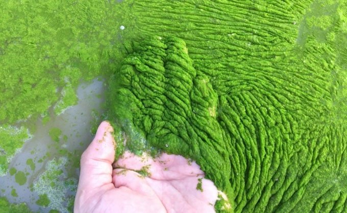 Sáng chế biến tảo lam độc hại thành bột protein