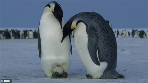 Sao chim cánh cụt đẻ trứng mùa đông không bị đóng băng?