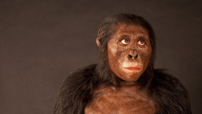 Sau 3 triệu năm, cuối cùng loài vượn hiện đại đã thông minh hơn tổ tiên con người trong quá khứ