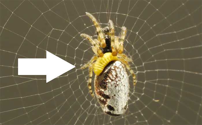 Sau cú chích của ong bắp cày, nhện biến thành xác sống, phải kiếm ăn nuôi ấu trùng ong