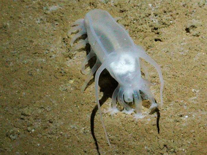 Sea Pig - Một trong những loài động vật kỳ lạ nhất dưới biển