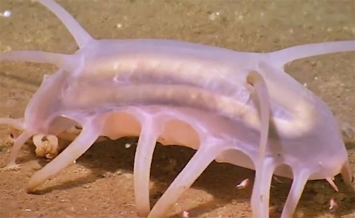 Sea Pig - Một trong những loài động vật kỳ lạ nhất dưới biển