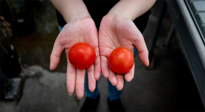 Siêu cà chua biến đổi gene chứa vitamin D bằng 2 quả trứng gà