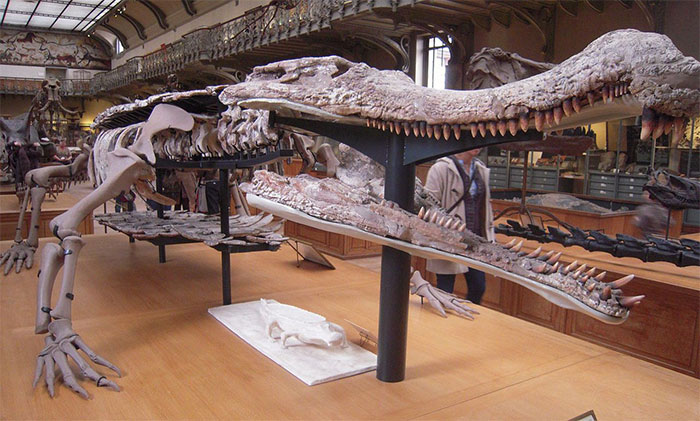 Siêu quái vật 12m chuyên ăn thịt khủng long hiện hình ở Sahara