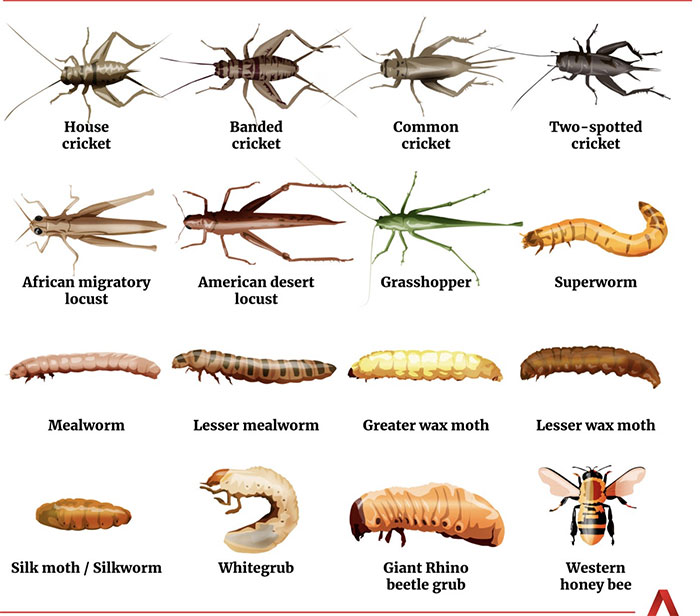 Singapore chính thức công nhận 16 loại côn trùng là thực phẩm