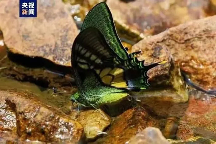 Sinh sản nhân tạo thành công loài bướm hiếm nhất thế giới
