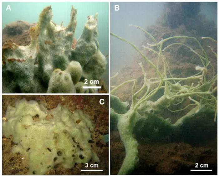 Sinh vật bí ẩn dưới biển sâu Việt Nam được các nhà khoa học xác định là một loài vật mới
