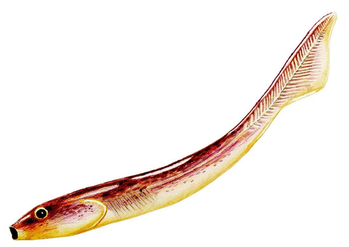 Sinh vật giống cá này có thể là tổ tiên cổ đại của con người