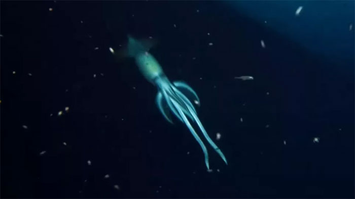 Sinh vật khổng lồ bí ẩn canh tàu đắm khiến các nhà khoa học hết hồn