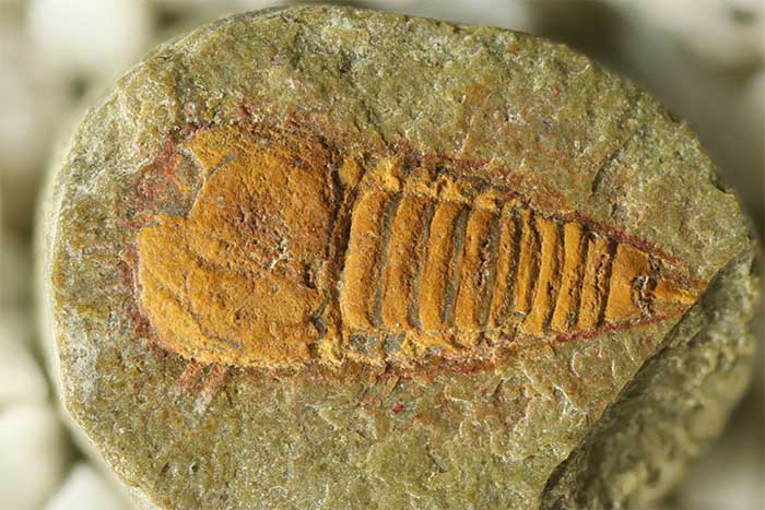Sinh vật lạ bị phong ấn trong đá 478 triệu năm: Là thủy tổ của nhiều loài