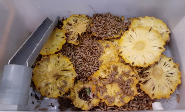 Sinh viên nuôi loài ruồi kì lạ để bắt chúng ăn rác