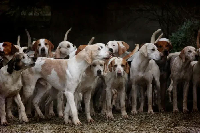 Sivri Ada: Hòn đảo với 80.000 chú chó bị bỏ rơi