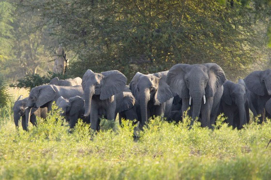 Sợ bị săn trộm, voi ở Mozambique không dám mọc ngà