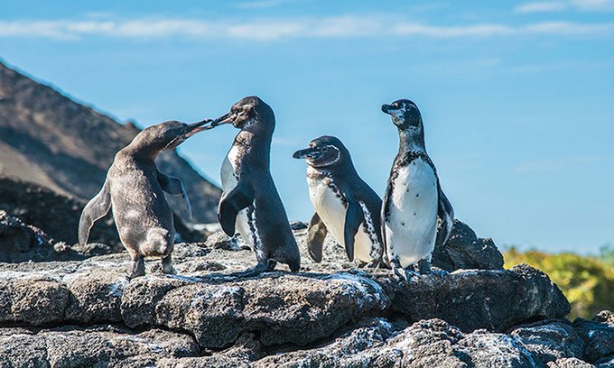 Số lượng chim không biết bay tăng kỷ lục ở Galapagos