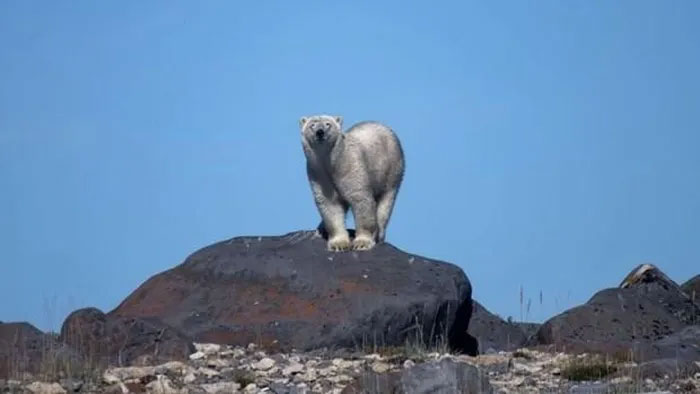 Số phận mong manh của loài gấu Bắc Cực tại Canada
