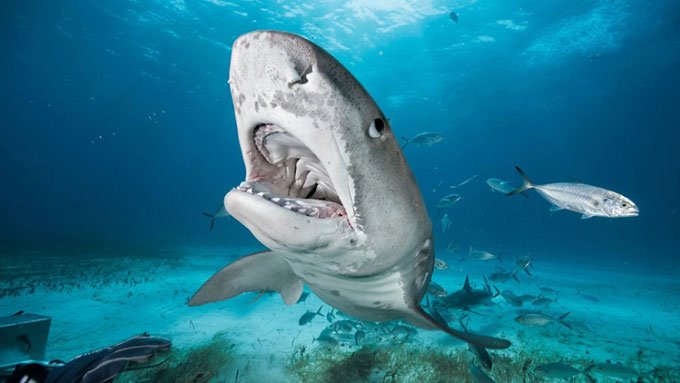 So sánh lực cắn của cá mập hổ và cá mập đầu búa