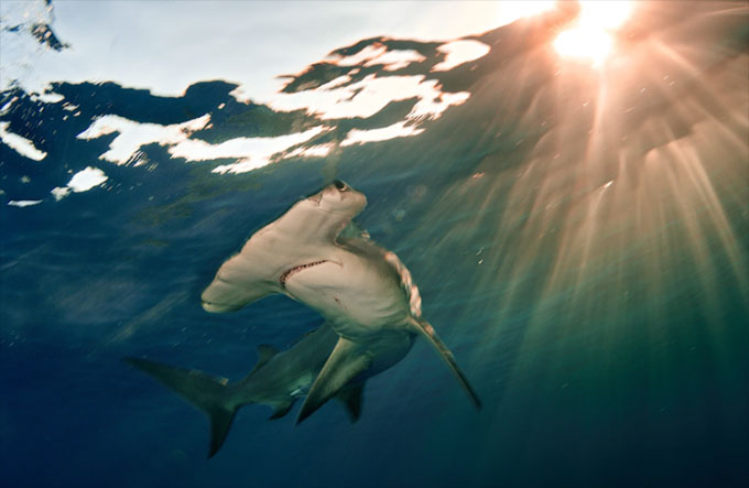So sánh lực cắn của cá mập hổ và cá mập đầu búa