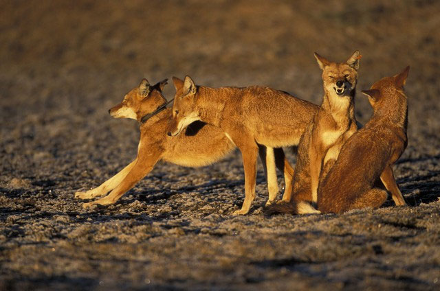 Sói Ethiopia: Loài động vật ăn thịt có nguy cơ tuyệt chủng cao nhất châu Phi dù đã tồn tại hơn 1 triệu năm