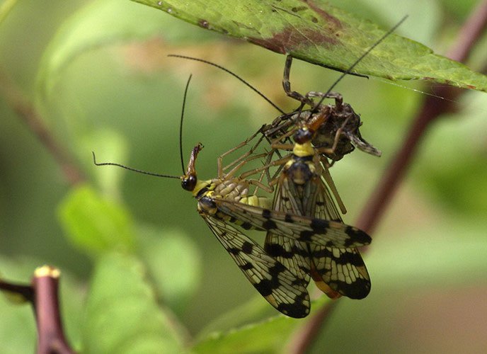 Soi loài ruồi bọ cạp có đời sống tình dục bạo lực