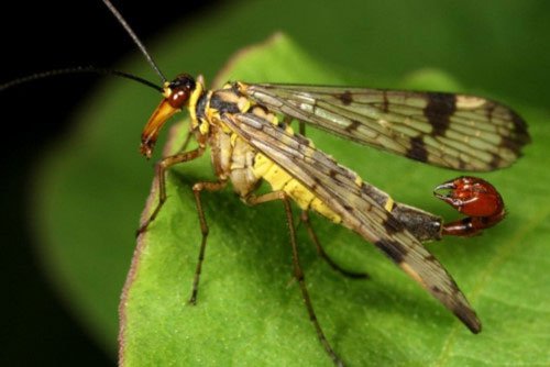 Soi loài ruồi bọ cạp có đời sống tình dục bạo lực
