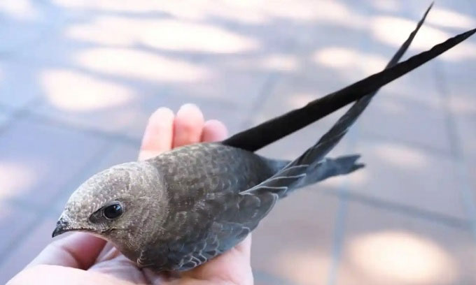 Sóng nhiệt ở Tây Ban Nha khiến hàng trăm con chim én non bị nướng chín