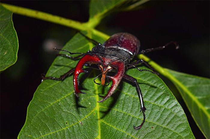 Stag Beetle - Loài bọ quý hiếm đắt tiền nhất thế giới