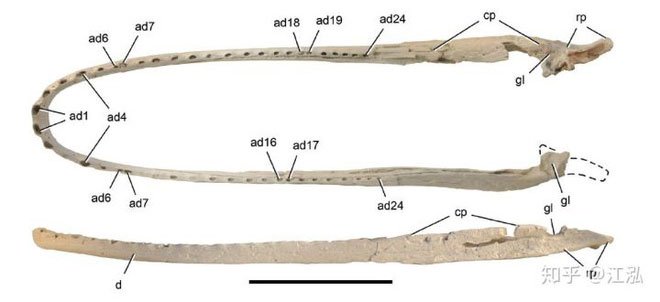 Stomatosuchus inermis: Loài cá sấu cổ đại có thể nuốt chửng cả thế giới