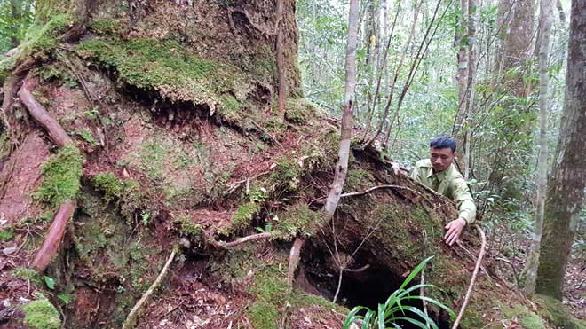 Sứ giả thời tiền sử duy nhất trên thế giới trong rừng Bidoup