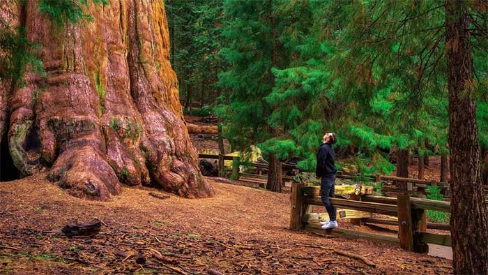 Sự kỳ vĩ của cây cổ thụ lớn nhất thế giới, 2.700 năm vẫn là tuổi trung niên