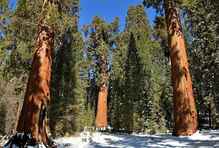 Sự kỳ vĩ của cây cổ thụ lớn nhất thế giới, 2.700 năm vẫn là tuổi trung niên